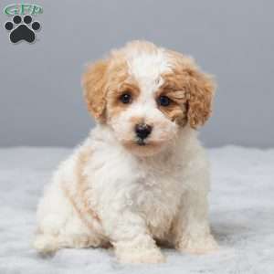 Sammy, Bich-Poo Puppy